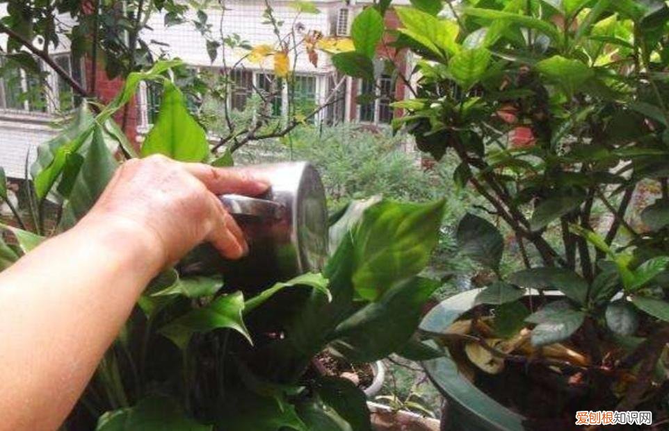 浇花水用什么水有营养,家中养花,经常浇4种“营养水”,植株长势旺,开花更鲜艳
