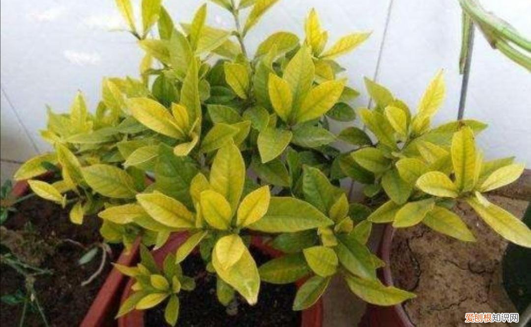 浇花水用什么水有营养,家中养花,经常浇4种“营养水”,植株长势旺,开花更鲜艳