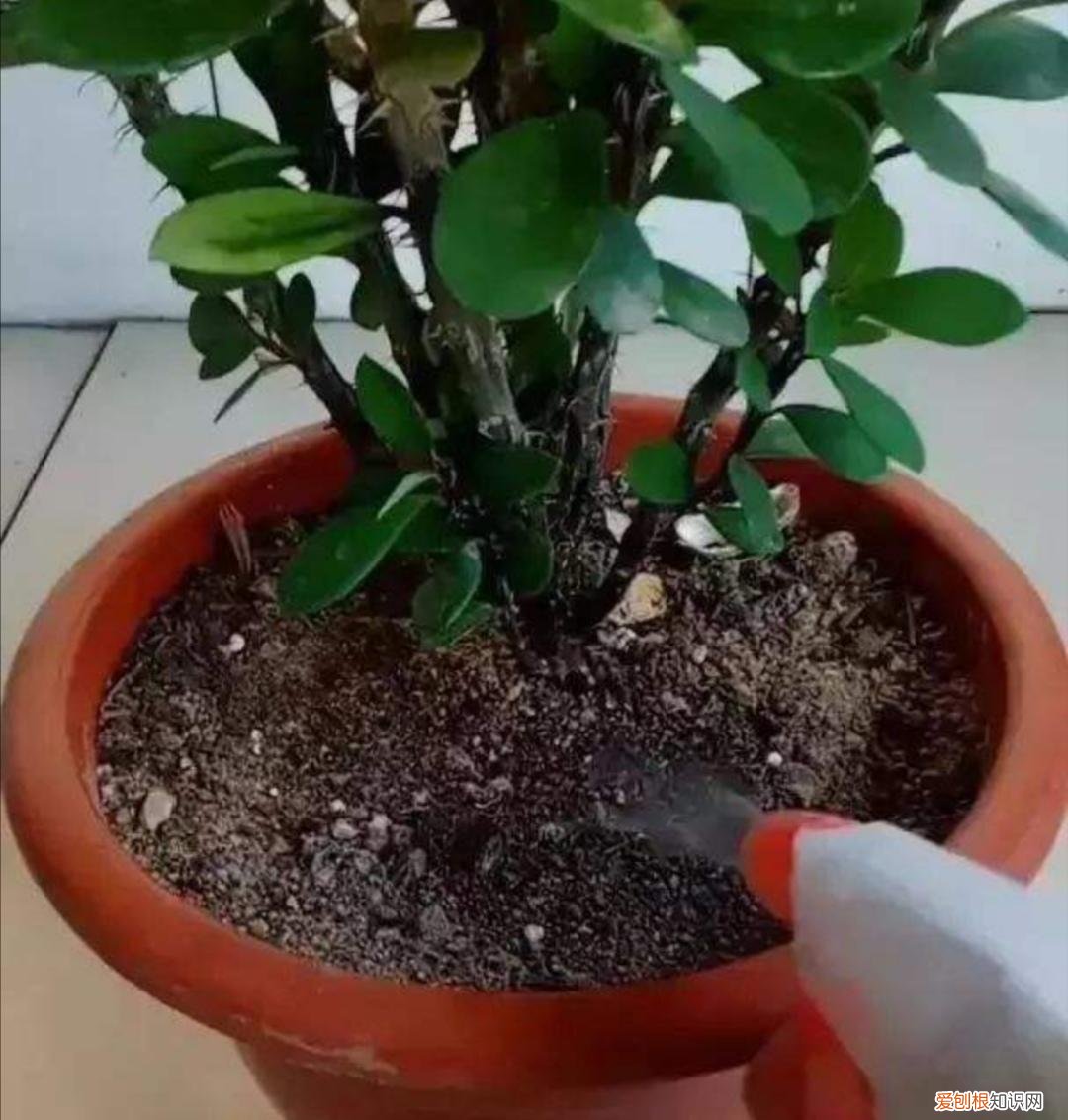 浇花水用什么水有营养,家中养花,经常浇4种“营养水”,植株长势旺,开花更鲜艳