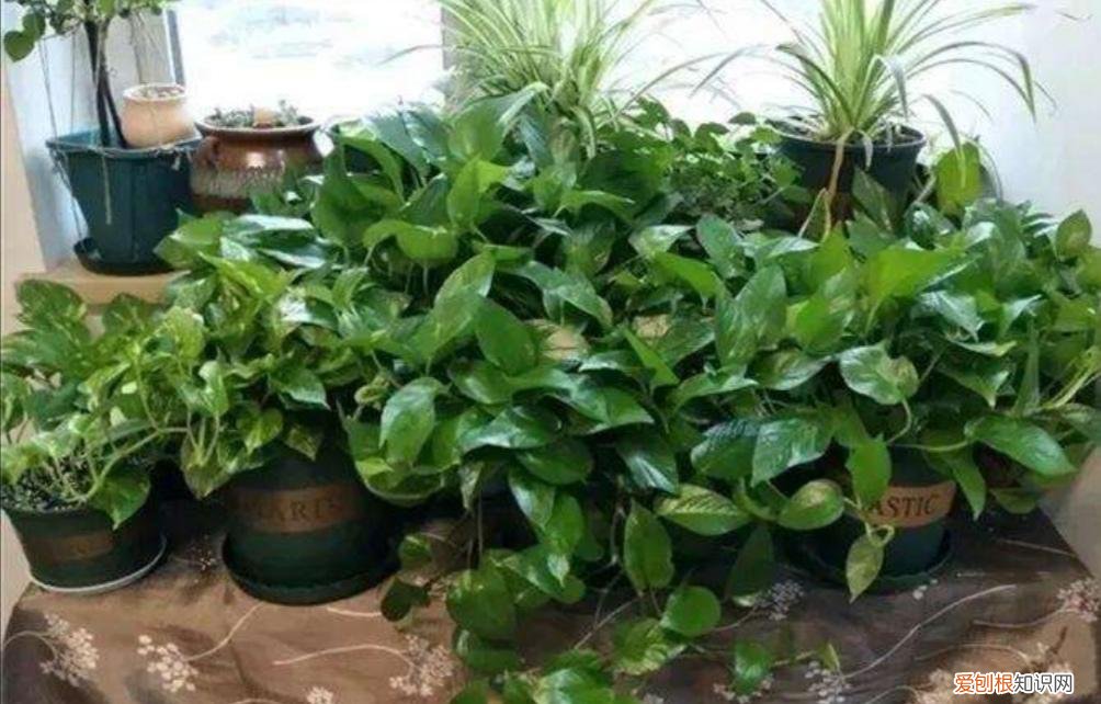 浇花水用什么水有营养,家中养花,经常浇4种“营养水”,植株长势旺,开花更鲜艳