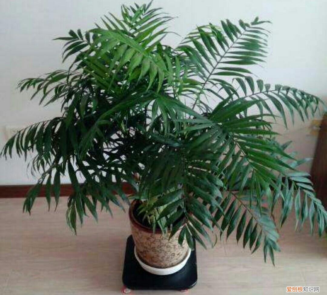 养花的正确方法,家庭养花,常犯4种最简单的错误,该怎样去避免?