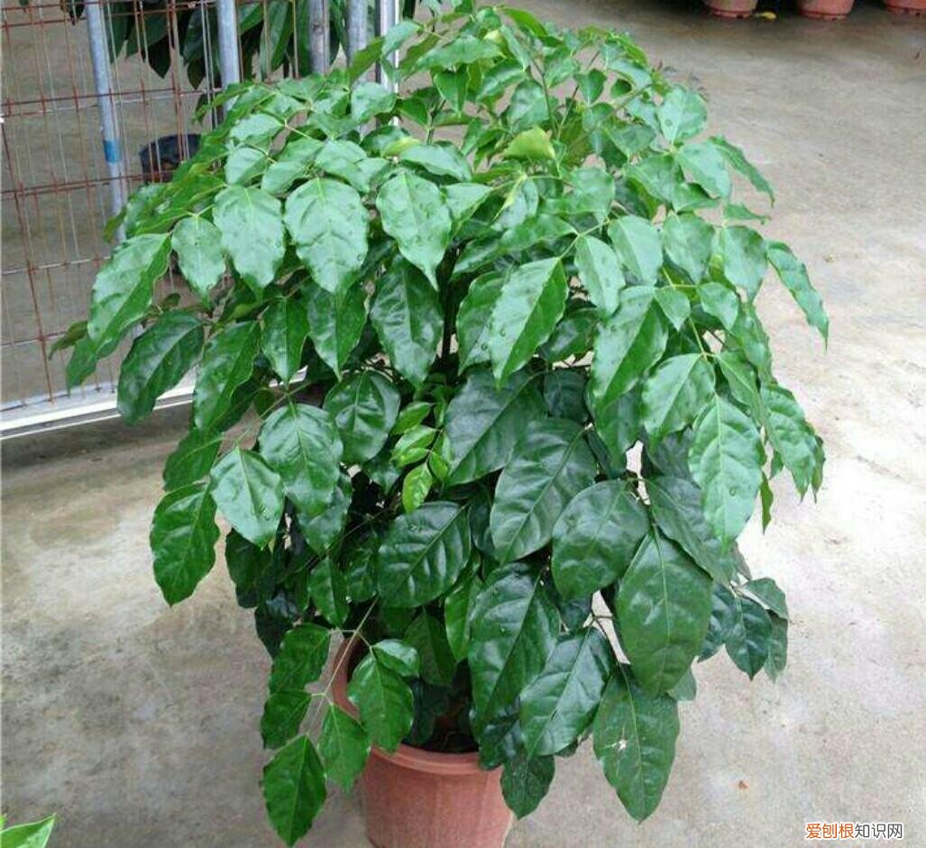 养花的正确方法,家庭养花,常犯4种最简单的错误,该怎样去避免?