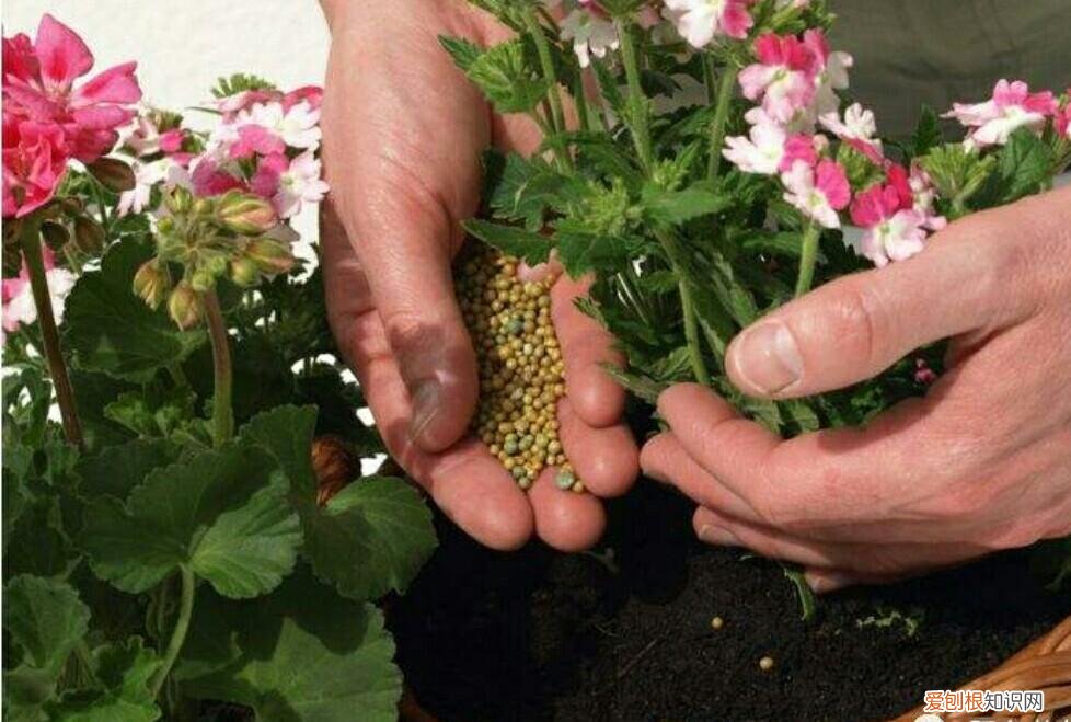 养花的正确方法,家庭养花,常犯4种最简单的错误,该怎样去避免?