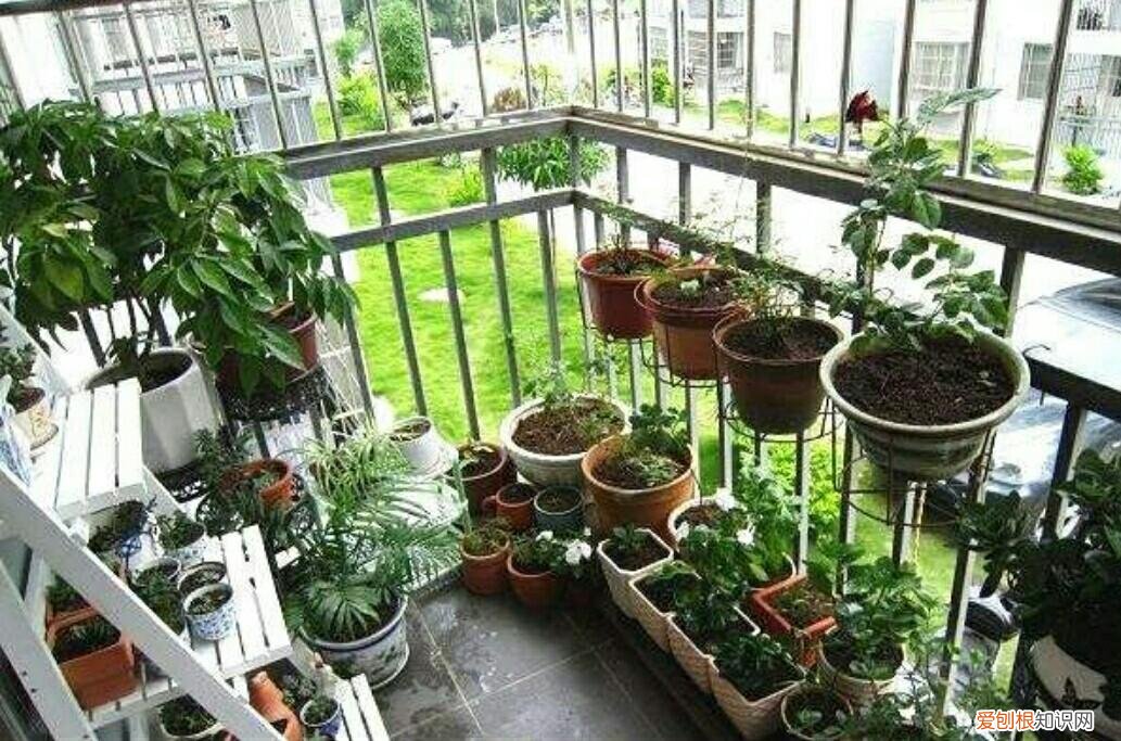 养花的正确方法,家庭养花,常犯4种最简单的错误,该怎样去避免?