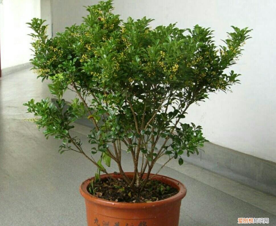 养花的正确方法,家庭养花,常犯4种最简单的错误,该怎样去避免?