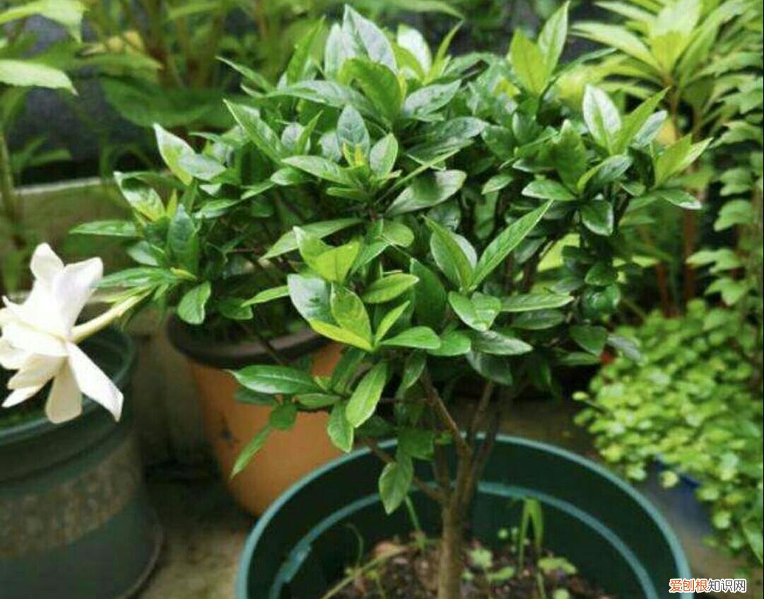 养花的正确方法,家庭养花,常犯4种最简单的错误,该怎样去避免?