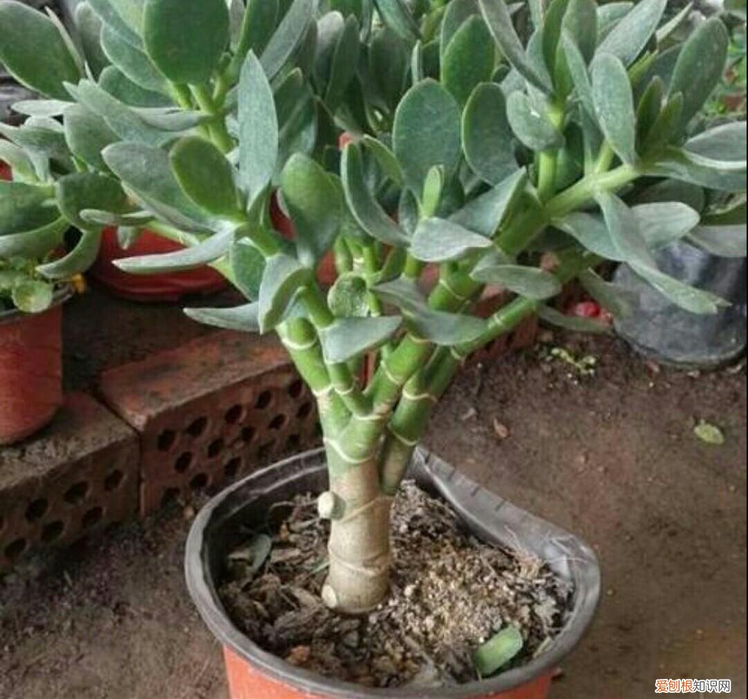 养花的正确方法,家庭养花,常犯4种最简单的错误,该怎样去避免?