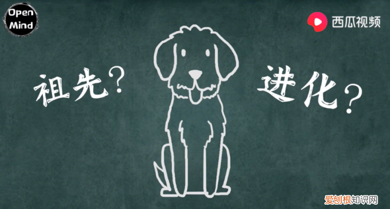 狗是不是由狼进化而来的,狗的祖先都是东亚狼!西瓜视频上的他带你一步了解狗的进化史