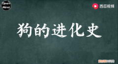 狗是不是由狼进化而来的，狗的祖先都是东亚狼！西瓜视频上的他带你一步了解狗的进化史