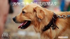 如何避免遛狗成狗溜人？，如何让狗自己遛自己