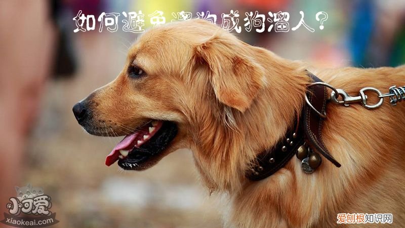 如何避免遛狗成狗溜人?,如何让狗自己遛自己