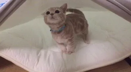 猫中柯基曼基康猫,宠物大百科之「猫中柯基 – 曼基康」