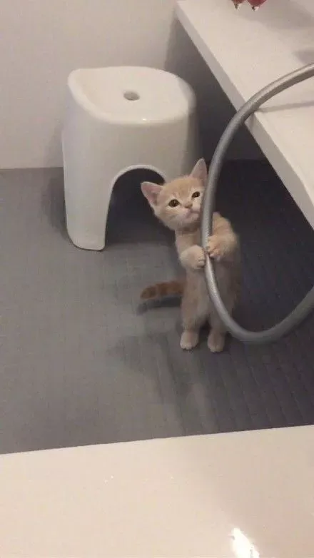 猫中柯基曼基康猫,宠物大百科之「猫中柯基 – 曼基康」
