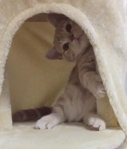 猫中柯基曼基康猫,宠物大百科之「猫中柯基 – 曼基康」