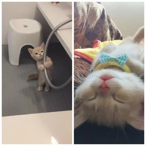 猫中柯基曼基康猫,宠物大百科之「猫中柯基 – 曼基康」