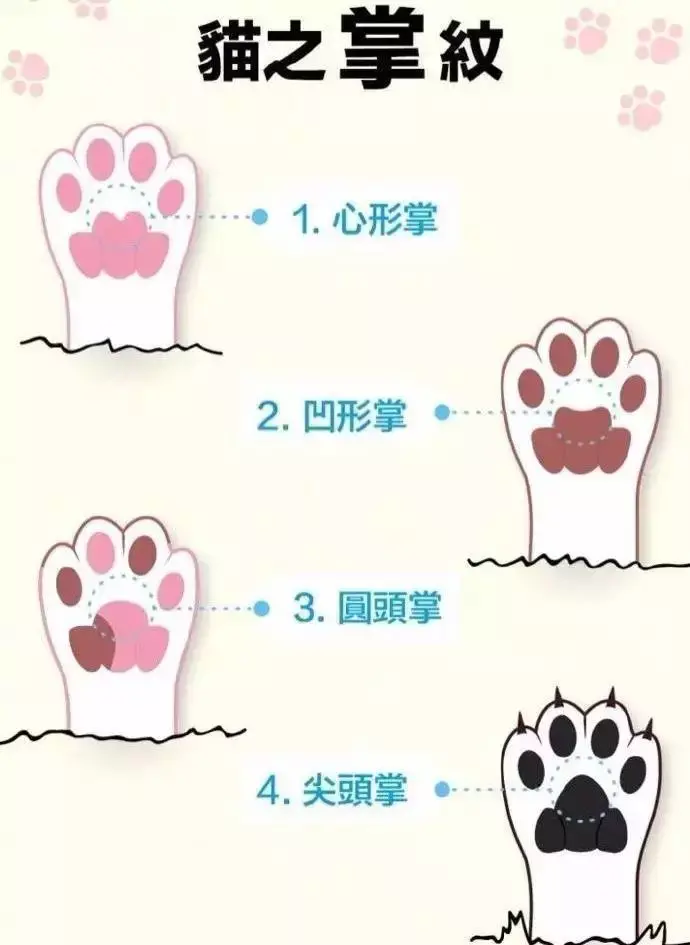 科普养猫基础知识大全,【宠物常识】养猫必备小常识