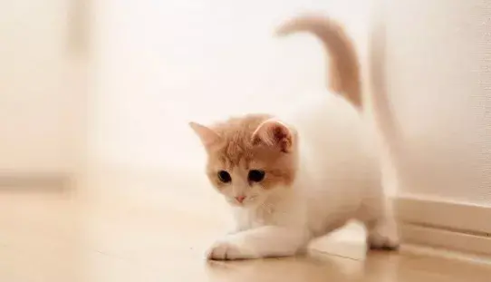 科普养猫基础知识大全,【宠物常识】养猫必备小常识