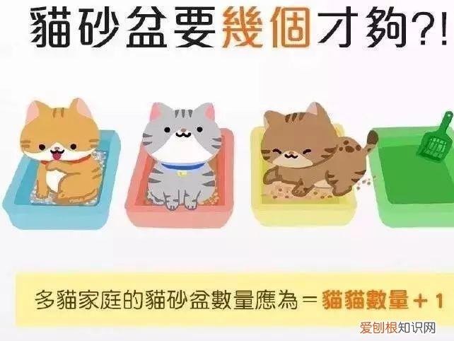 科普养猫基础知识大全,【宠物常识】养猫必备小常识