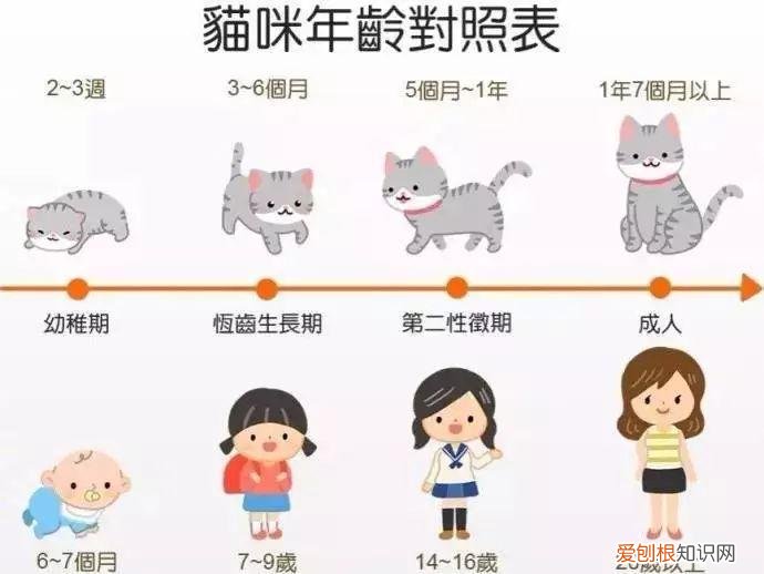 科普养猫基础知识大全,【宠物常识】养猫必备小常识