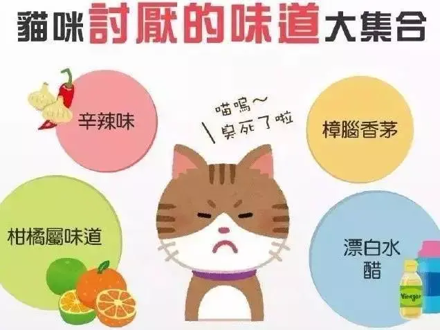 科普养猫基础知识大全,【宠物常识】养猫必备小常识