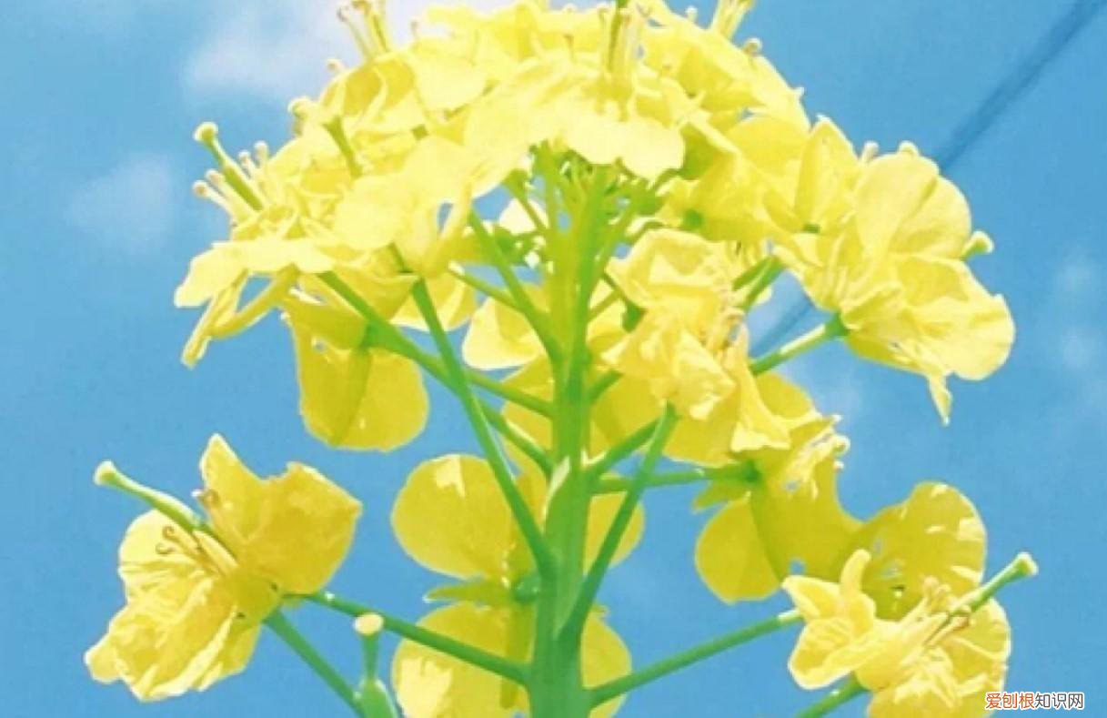 高温适合养什么花,花最怕的是什么?养花最全小要点,以后养花都不怕