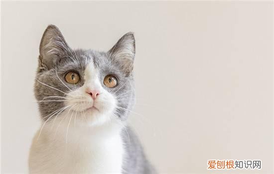 猫为什么挠痒痒舔自己,猫咪自己挠痒痒