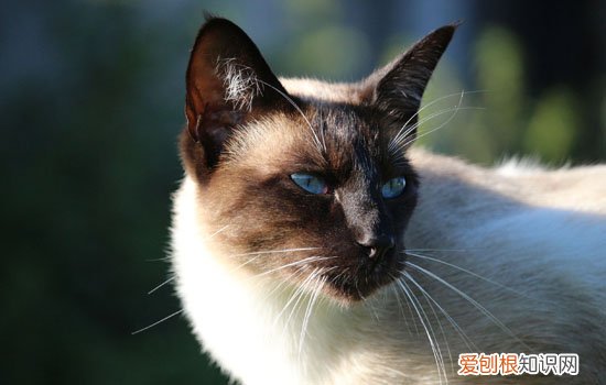 暹罗猫为什么嘴巴这么臭,暹罗猫比别的猫臭吗