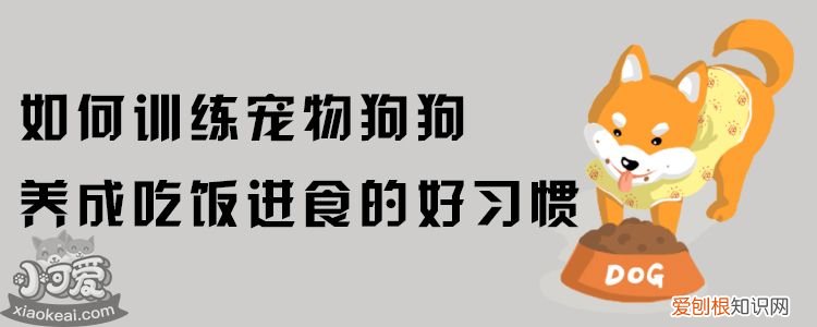 如何训练宠物狗狗养成吃饭进食的好习惯?,怎么训练狗狗定时吃饭