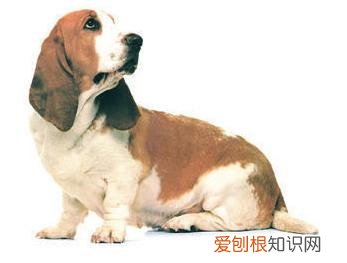 狗狗小知识,狗狗知识大百科-狗的分类1