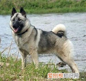 狗狗小知识,狗狗知识大百科-狗的分类1