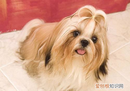 狗狗小知识,狗狗知识大百科-狗的分类1
