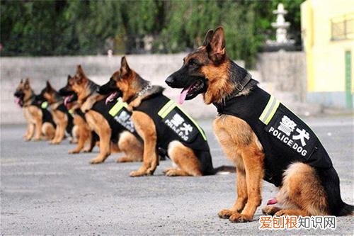 狗狗小知识,狗狗知识大百科-狗的分类1