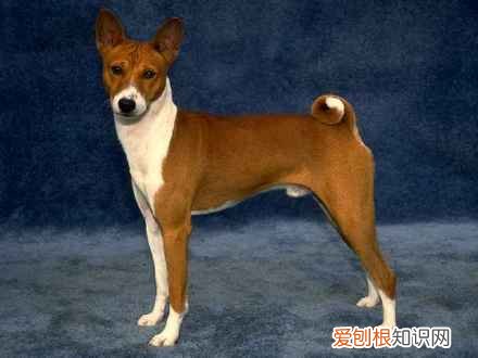 狗狗小知识,狗狗知识大百科-狗的分类1