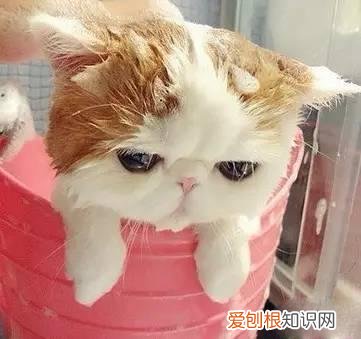 新手养宠物适合养什么,宠物基础常识之新手篇