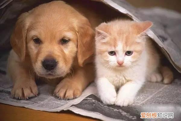 新手养宠物适合养什么,宠物基础常识之新手篇