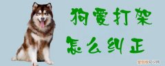 狗爱打架怎么纠正，成年狗爱打架怎么纠正