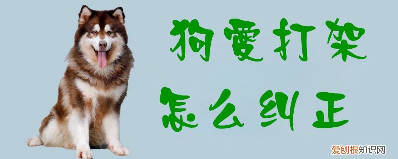 狗爱打架怎么纠正,成年狗爱打架怎么纠正