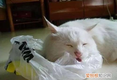 猫为什么会喜欢吃塑料袋怎么办,猫为什么总吃塑料袋