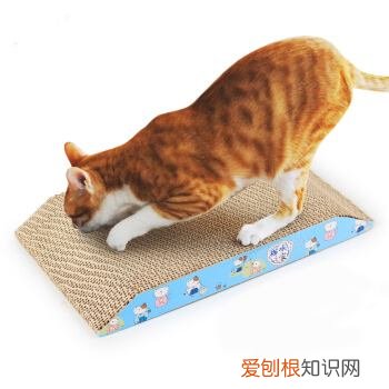 猫为什么老咬猫抓板,猫为什么爱咬猫抓板
