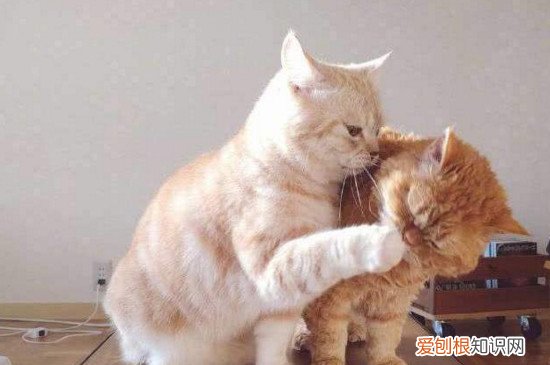 橘猫为什么不胖脸,橘猫为什么不胖脸呢