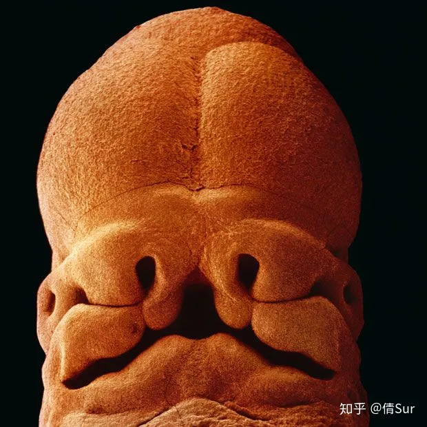 生物科普趣味小知识300字,有哪些有趣的科普类、生活类小知识或冷知识?