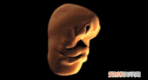 生物科普趣味小知识300字,有哪些有趣的科普类、生活类小知识或冷知识?