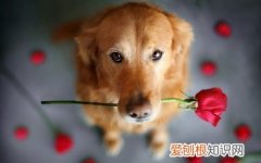 养狗的知识怎样养狗?，有什么养宠物需要知道的小窍门？
