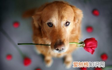 养狗的知识怎样养狗?,有什么养宠物需要知道的小窍门?