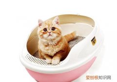 养宠物的烦恼，养宠物有时候感觉好累，可以分享一些智慧“偷懒”的小妙招吗？