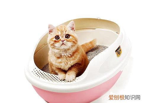 养宠物的烦恼,养宠物有时候感觉好累,可以分享一些智慧“偷懒”的小妙招吗?