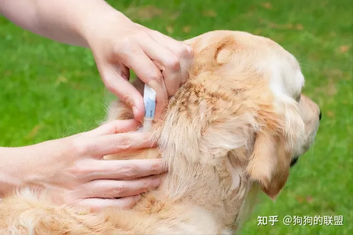 养狗的8个小技巧,正确“饲养”狗狗的小妙招,一般人我不告诉它!
