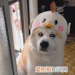 养狗的8个小技巧,正确“饲养”狗狗的小妙招,一般人我不告诉它!