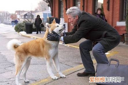 养狗的8个小技巧,正确“饲养”狗狗的小妙招,一般人我不告诉它!