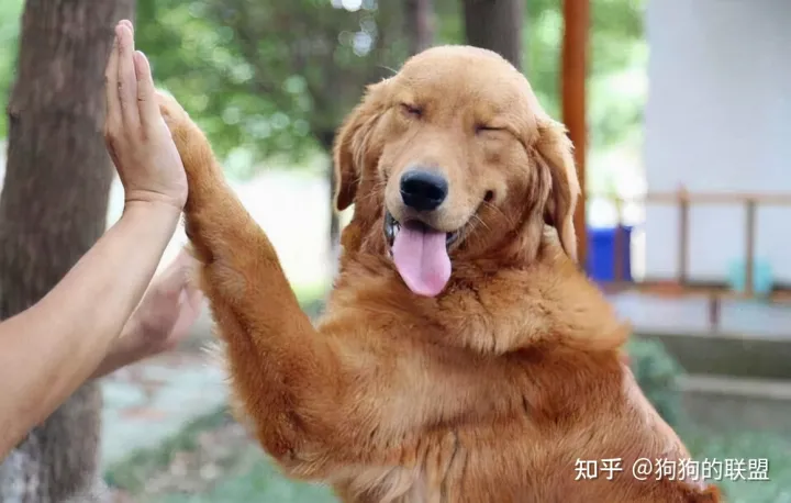 养狗的8个小技巧,正确“饲养”狗狗的小妙招,一般人我不告诉它!
